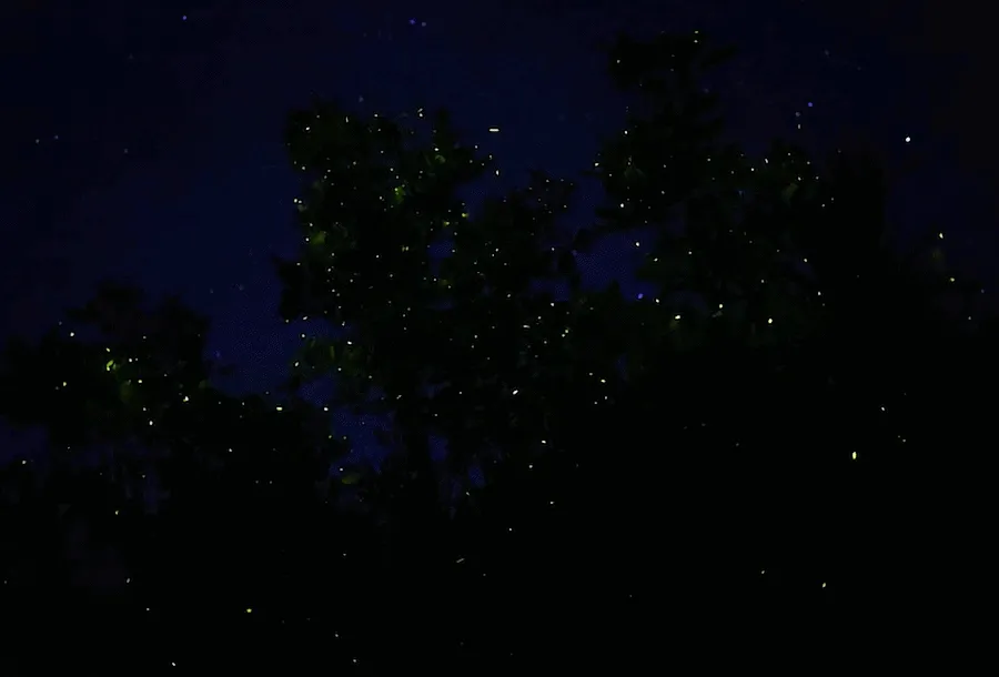 보홀_베스트팩_03_08.gif