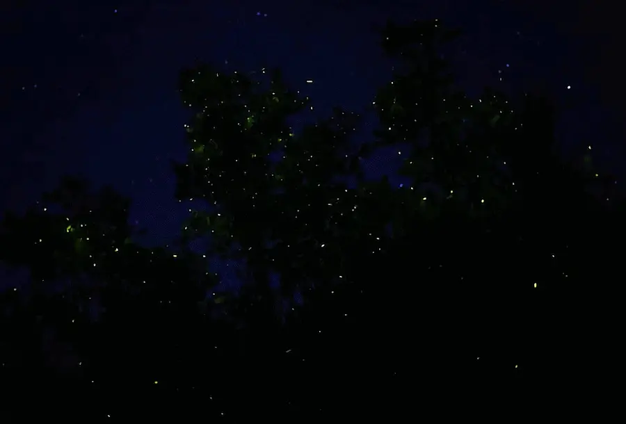 보홀_반딧불투어_06.gif