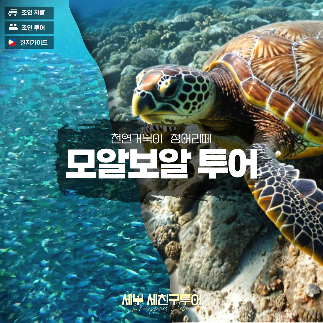 모알보알 단품