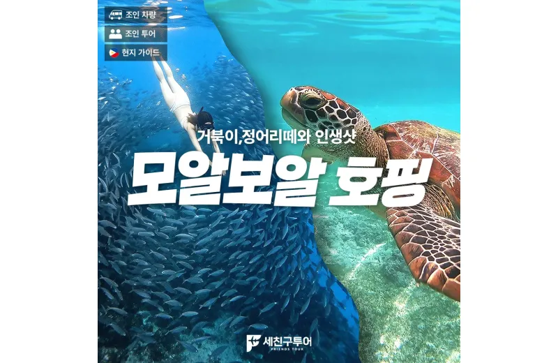 모알보알 단품